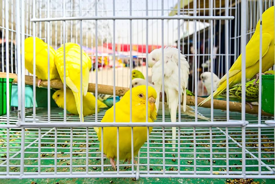 逛逛早市感受一下人间烟火的味道,最值得逛的早市