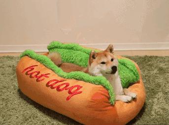 怎么样让小狗去狗屋睡觉,不要让小狗在窝里睡觉