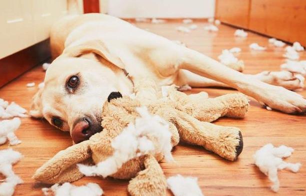 养拉布拉多作为种犬该注意哪些,养拉布拉多犬的好处和坏处