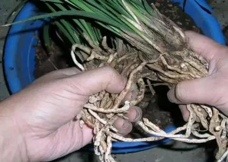 君子兰怎么移盆容易成活率高,君子兰多株在一起还是分株长得快