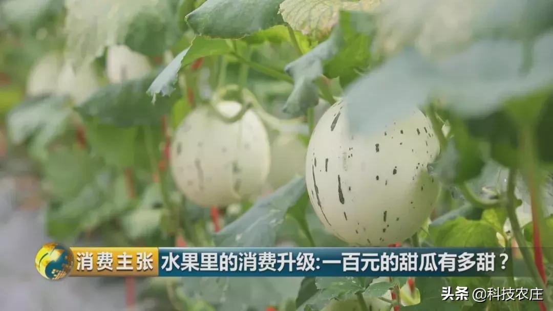 甜瓜最好卖的有哪些品种,菠萝猕猴桃芒果甜瓜什么最贵