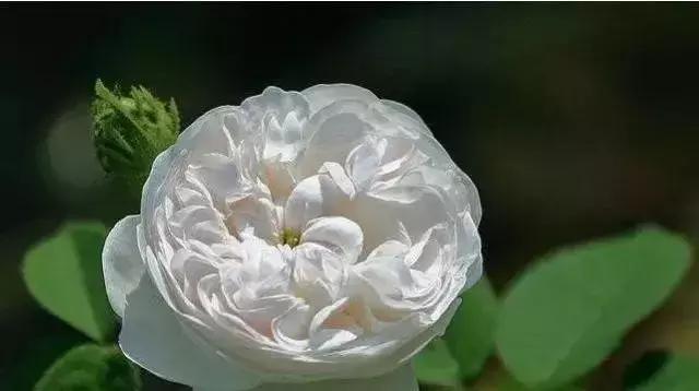 100种玫瑰品种图鉴大全,100种玫瑰品种图解