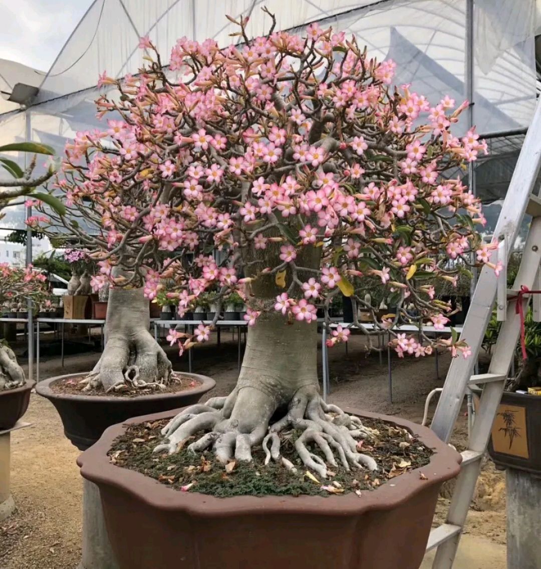 这“38种花”，当你开始收集品种时，你已入坑颇深