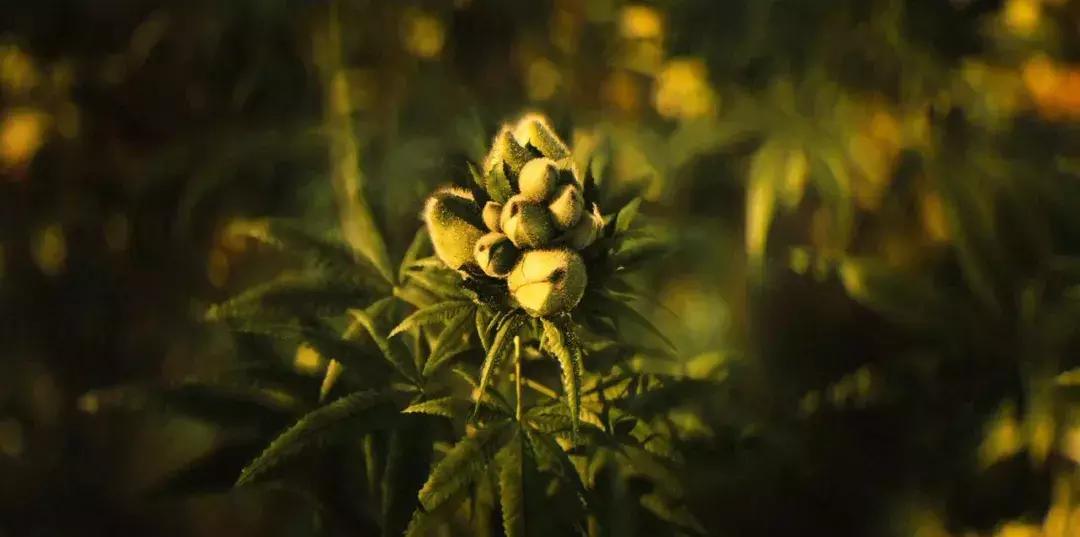 2018年看的第一部霸道总裁剧,2018年神剧几百集