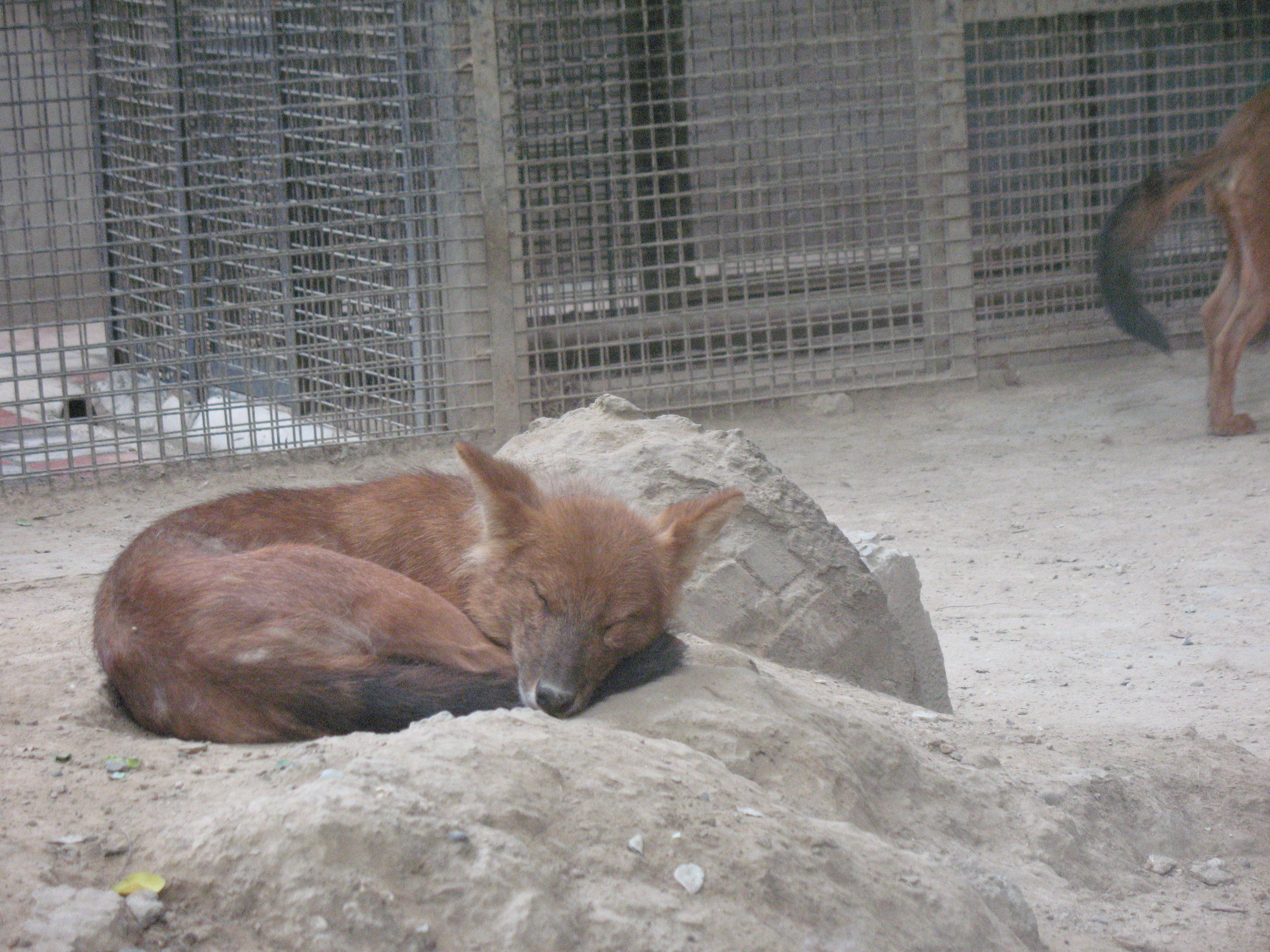 俗语说“豺狼虎豹”，三样本事让豺排到“四凶”第一名