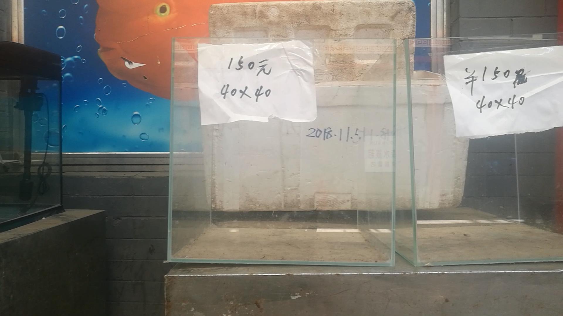 北京十里河鱼市，都说它拆了，我却看到了综合性的水族市场