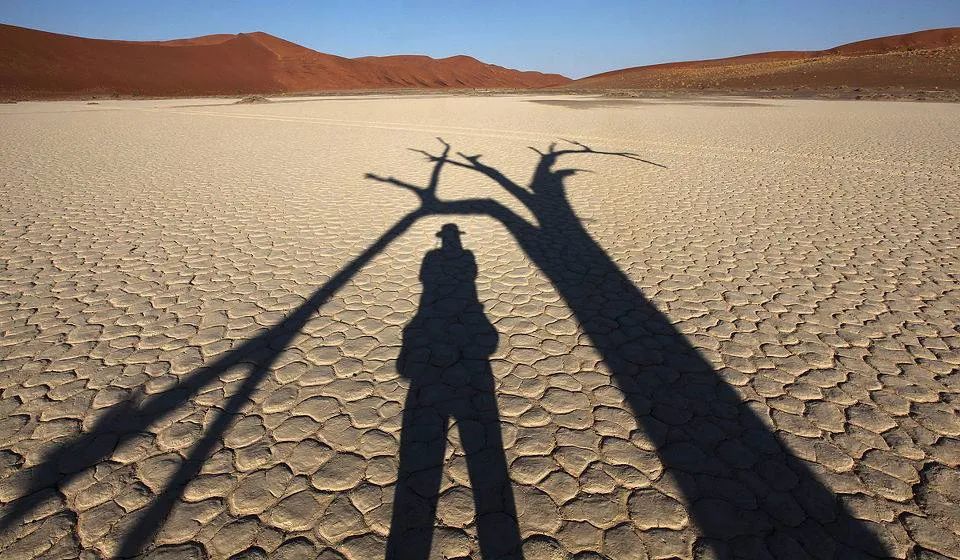 庸常众多，先行孤独，——评2020年浙江满分作文《生活在树上》