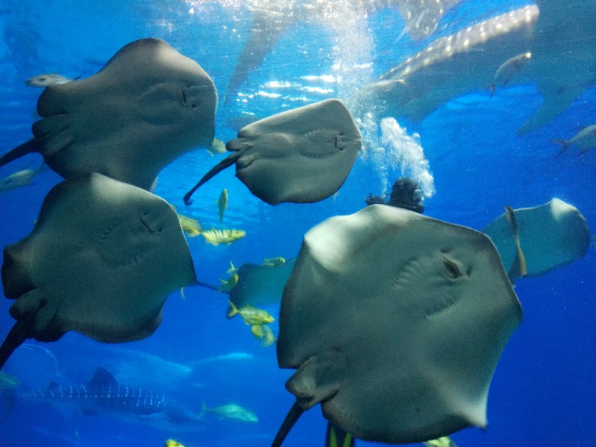 招商蛇口邮轮母港坐船去珠海长隆,广州长隆到珠海长隆可以坐邮轮吗