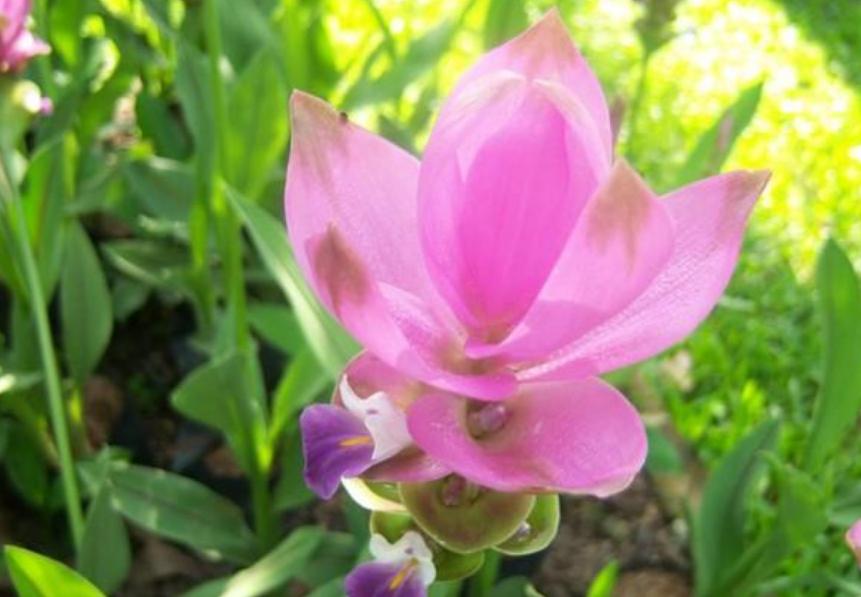 姜荷花春天要怎么养,姜荷花怎么养才好看