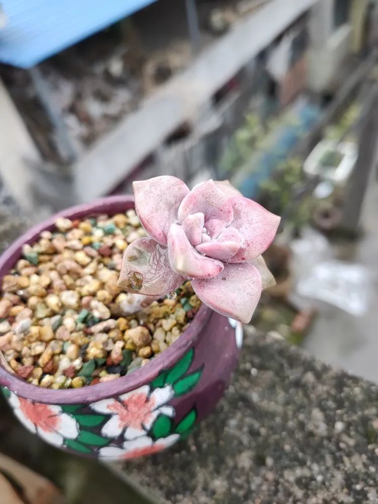 疫情期间在家欣赏多肉,疫情期间被多肉治愈