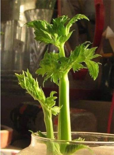 这几种盆栽可不能随便养,十大适合懒人种植的盆栽