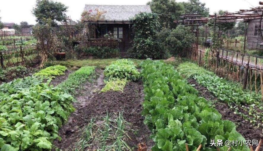 适合农村创业的最新致富项目,8个农村创业致富项目是什么