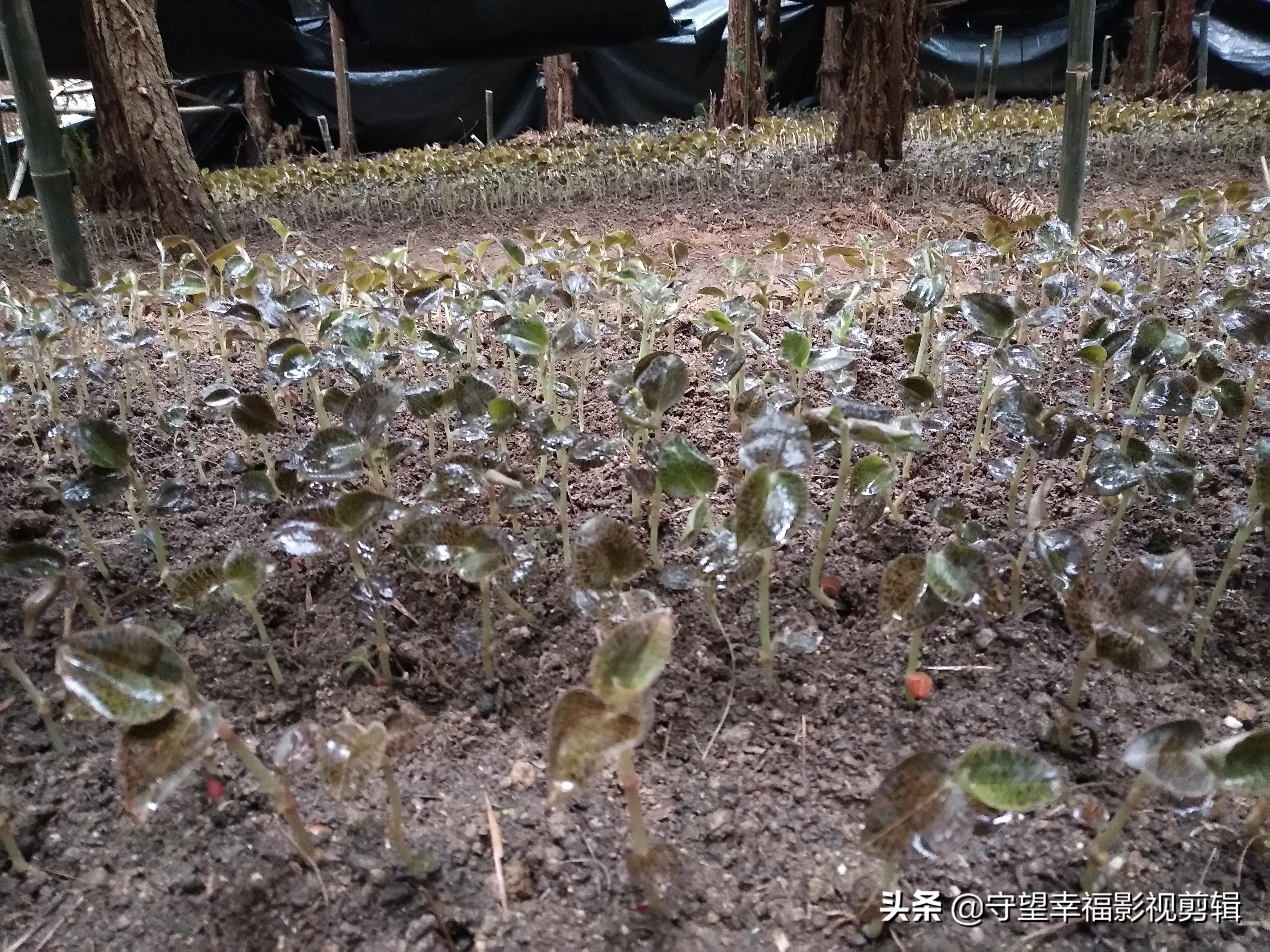 金线莲种植的技术与方法,金线莲种植技术和栽培技术的区别