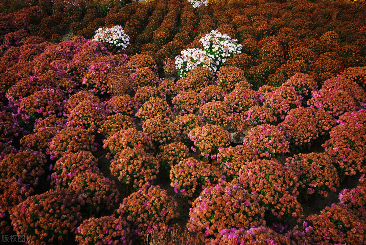 网上买花会不会被骗,网上买的花为何难栽活