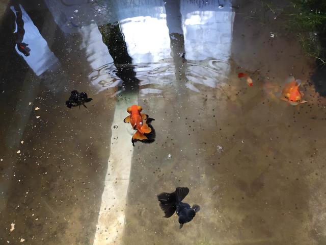 一位鱼友对饲养观赏鱼历程的总结,杂谈饲养观赏鱼的日常管理