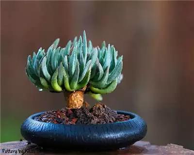 多肉大师手绘花盆,多肉顶级玩家