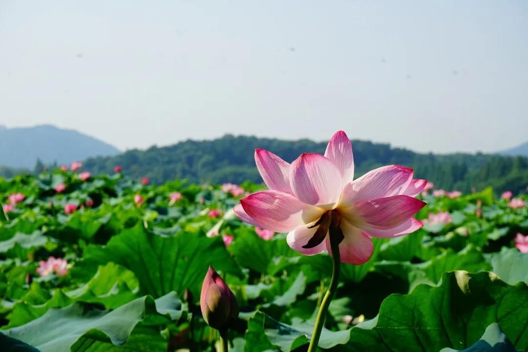 杭州第一波荷花美图大放送！赏荷佳期竟是早上6-8点，哪里最好拍？最新赏荷地图收好