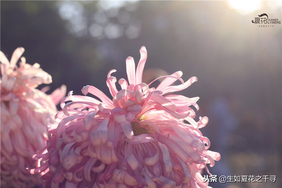 东湖公园菊花展今天还有开放吗,深圳东湖公园菊花展图片