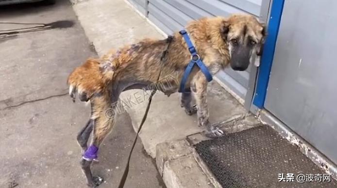 繁殖犬被割去声带,繁殖犬子宫脱落被丢弃