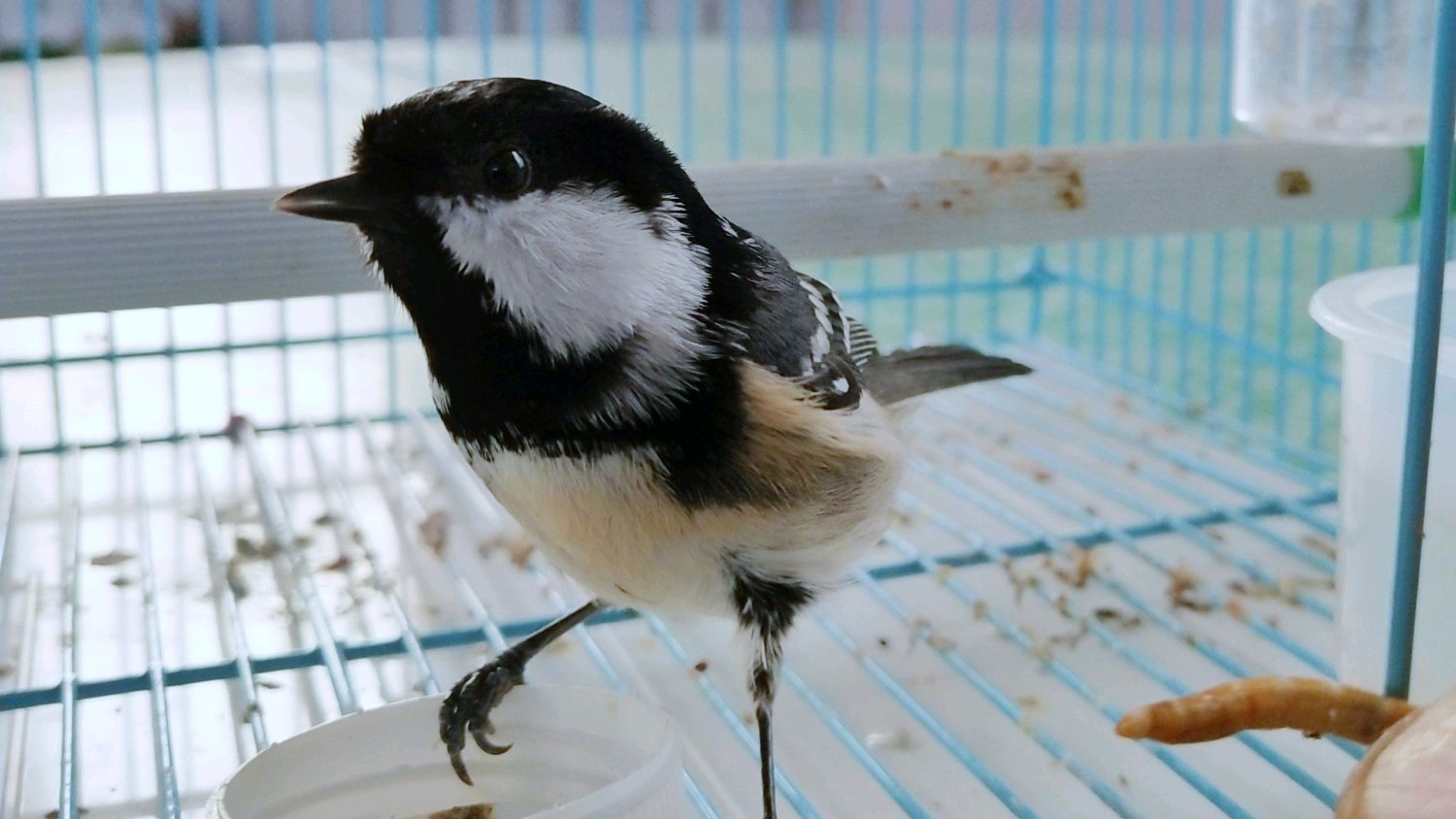 为什么最近养的贝子鸟不易成活,贝子鸟为什么那么难养