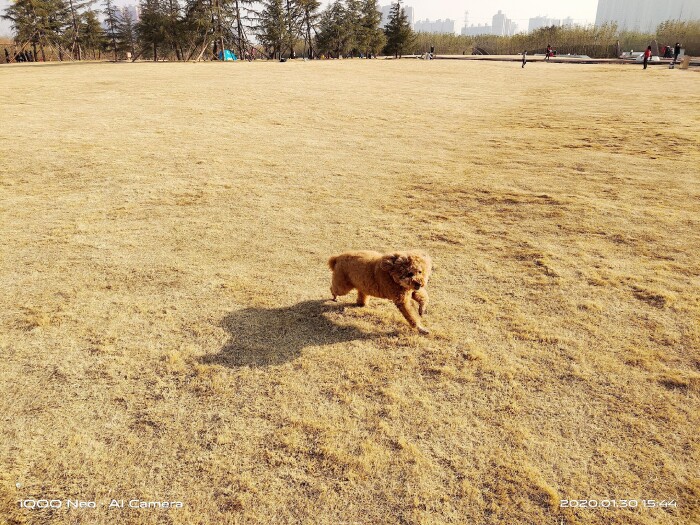 iqooneo855打王者有哪些功能,iqooneo855和竞速版的区别在哪