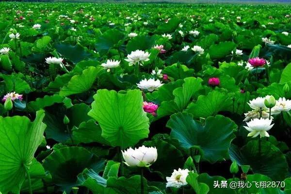 杨万里写荷花的诗小荷才露尖尖角,杨万里的荷花诗