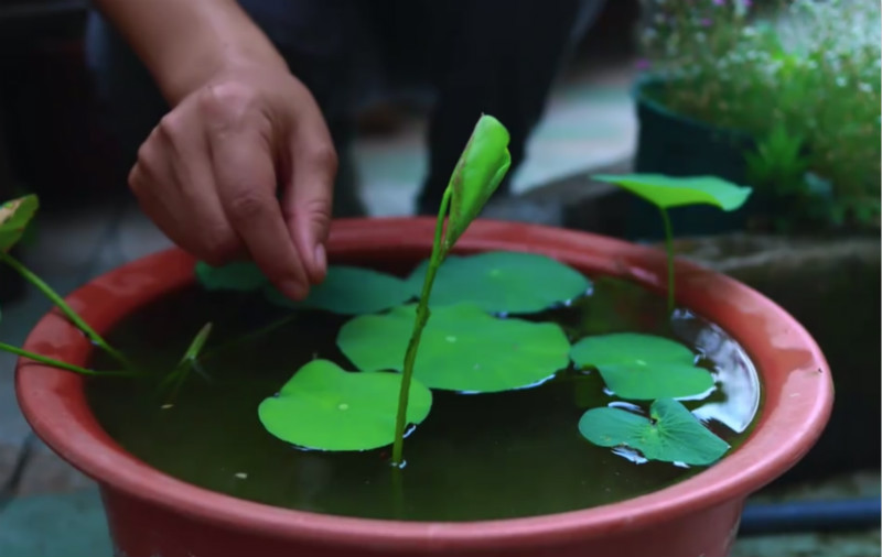 一个大盆种了十几棵碗莲会怎么样,大盆种碗莲种子种在中间还是边
