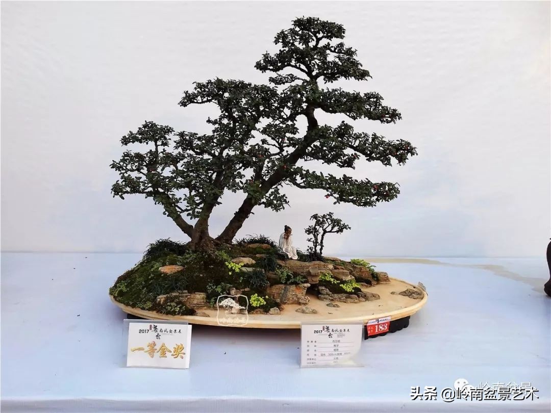 文人杂木盆景精品欣赏,可以做盆景的杂木图片大全