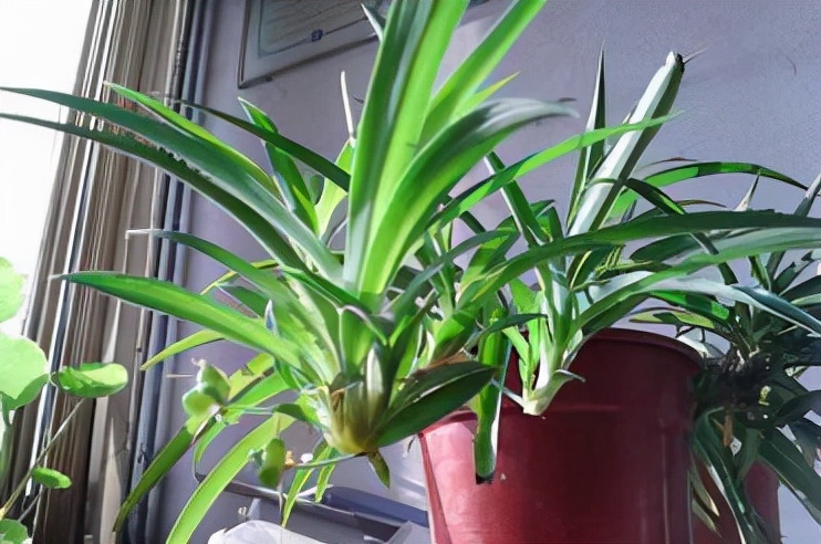 吸甲醛的绿植好养排名,吸甲醛的绿植哪些最好养活