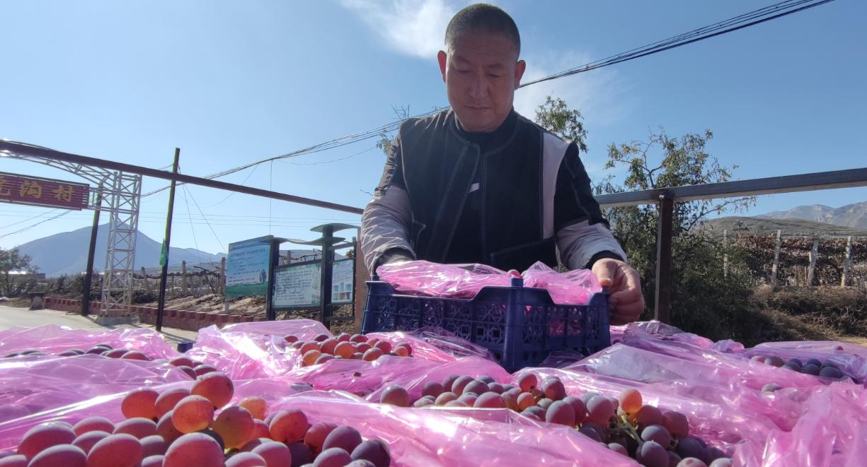 张家口葡萄王树,涿鹿县葡萄王图片