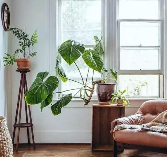 有没有吸甲醛室内植物,室内甲醛超标植物会怎样