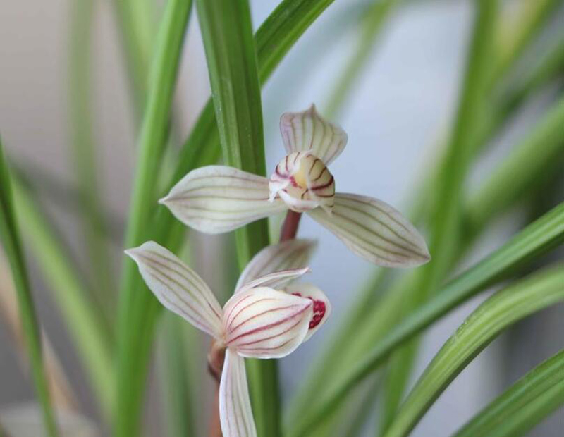 冬天移栽兰花12月份怎么快速服盆,兰花弱苗移盆注意事项