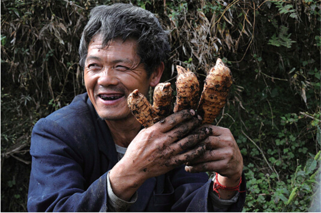 天麻的生长习性是什么,天麻深度解析