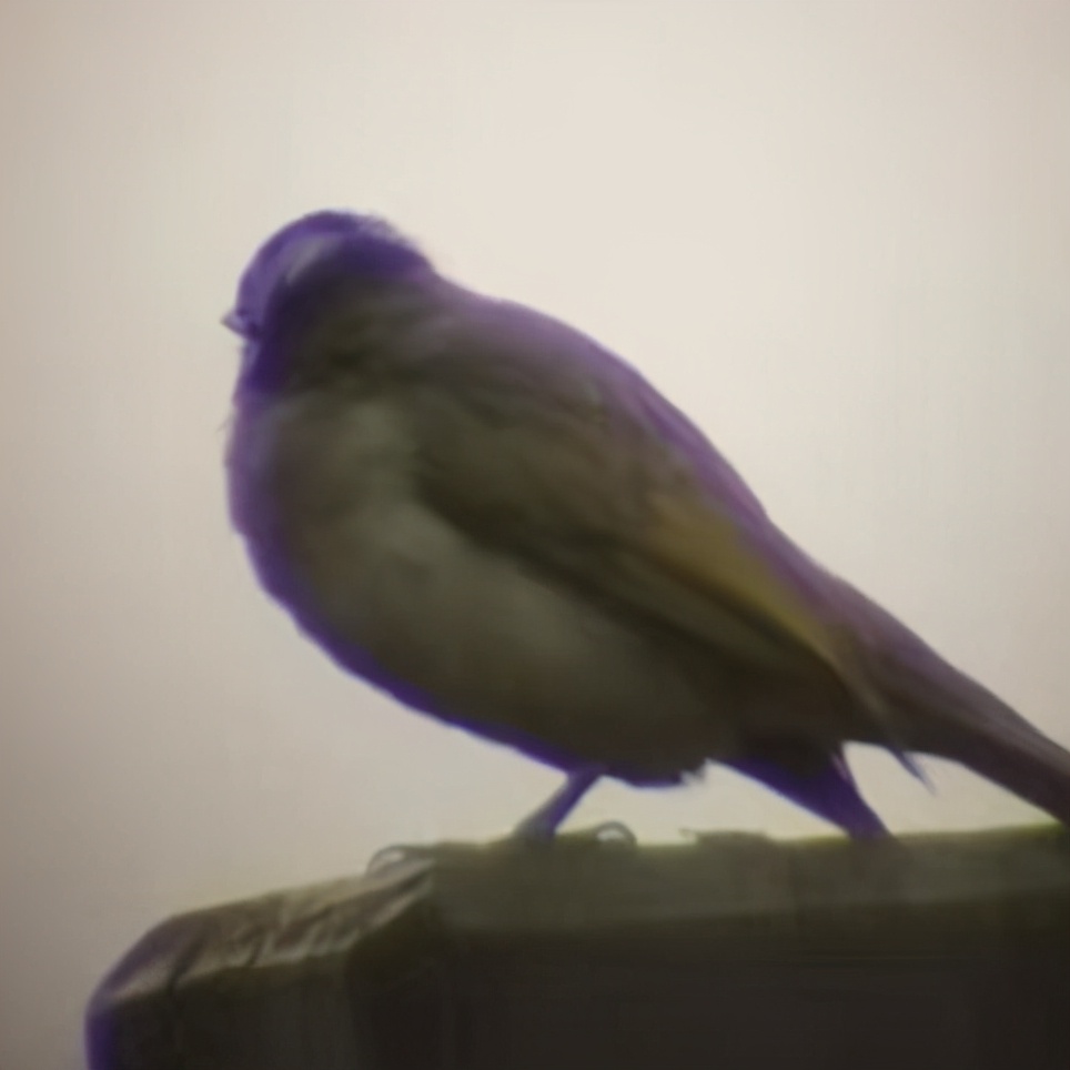 ed镜片的望远镜好吗,望远镜普通镜片和ed哪个值得入手