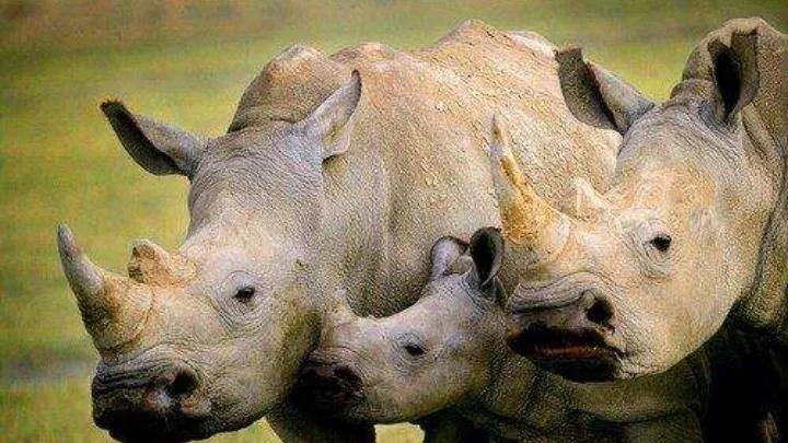 地球上超危险动物杀手,地球消失的恐怖八种动物