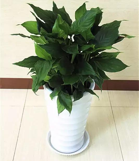 100种常见花卉资料大全,常见100种花卉介绍图片