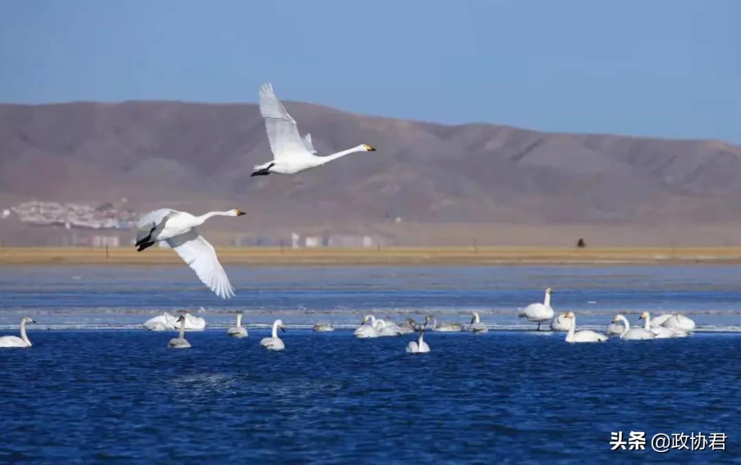 这位老*党**员镜头下的青海，美出天际