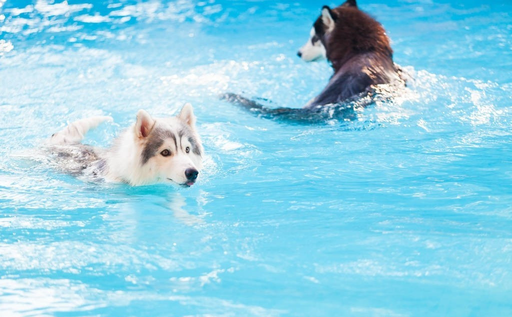 萨摩教哈士奇潜水，二哈：你当我蠢？想骗我下水，休想