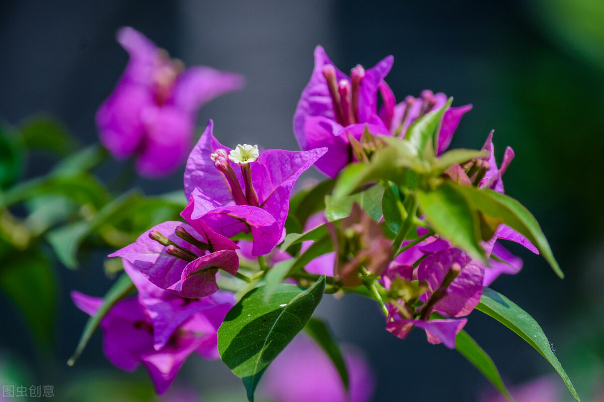 园林人需要知道的85个花卉知识,园林花卉的种类及图片