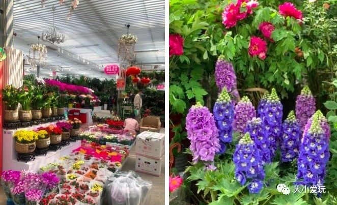 可以逛的花卉市场,值得去看的花卉市场