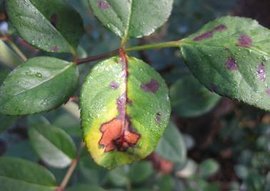 抗病虫害玫瑰花有哪些品种,玫瑰花生长期间有哪些病虫害彩图