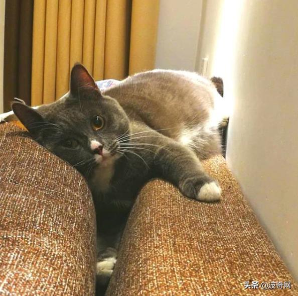 猫咪怀孕睡觉会抽搐吗,猫咪睡觉时叫唤是做梦吗