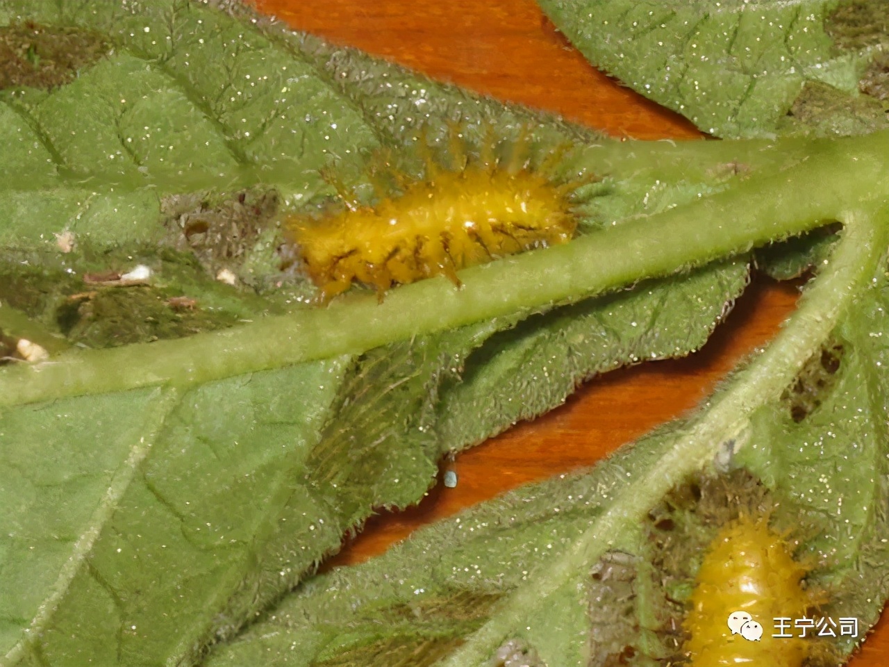 玉米上的虫害打什么药,玉米虫害防治口诀谚语