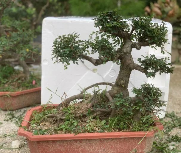 自己上山挖树根做盆景有前景吗,山上挖回来的树根怎么做成盆景