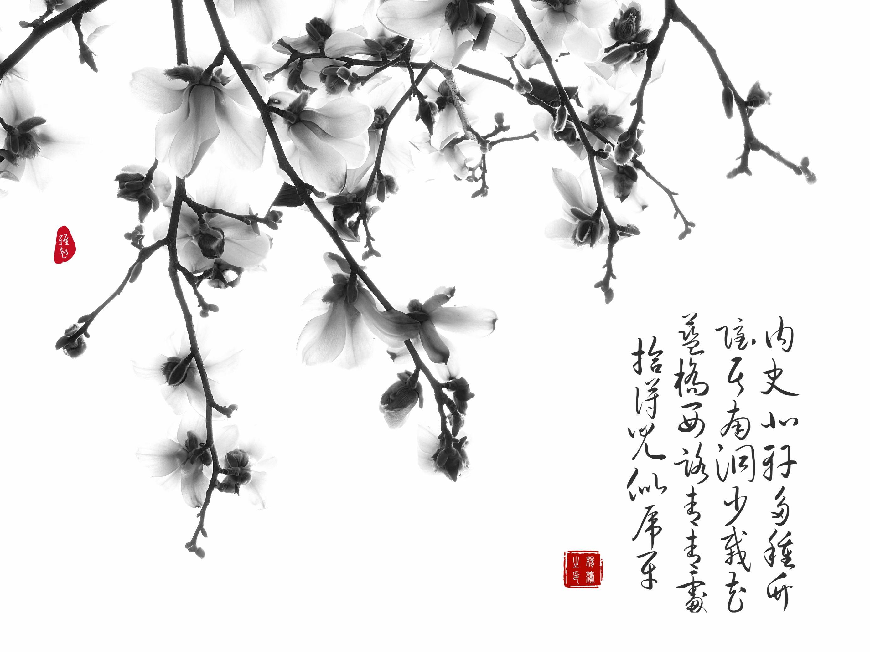 玉兰花下拍摄人像教程,水墨画玉兰花的创作和理念
