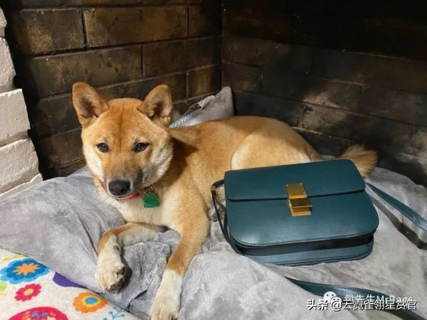 好看又大的宠物包,超好看的宠物包
