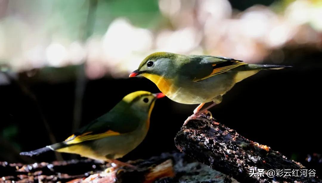 中国云南哪里好看,云南的云彩为什么好看