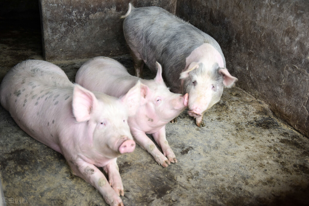 猪价上涨猪企存在机会,猪价走势微调后市上涨迹象明显