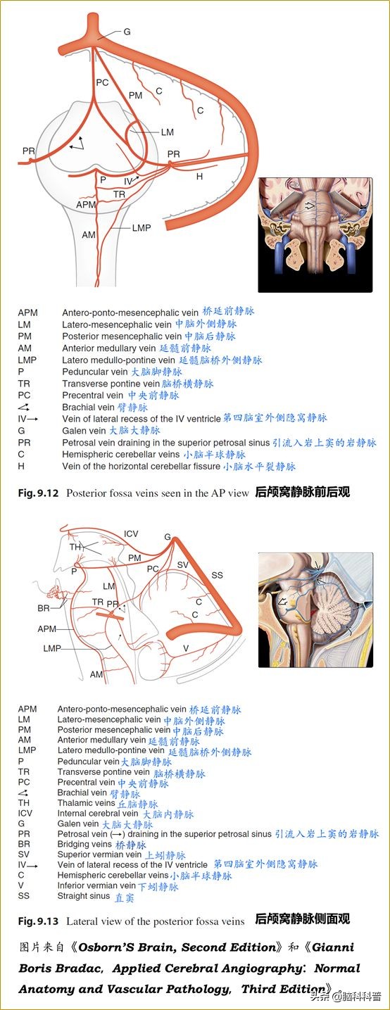 脑静脉分为深浅两支,脑静脉解剖