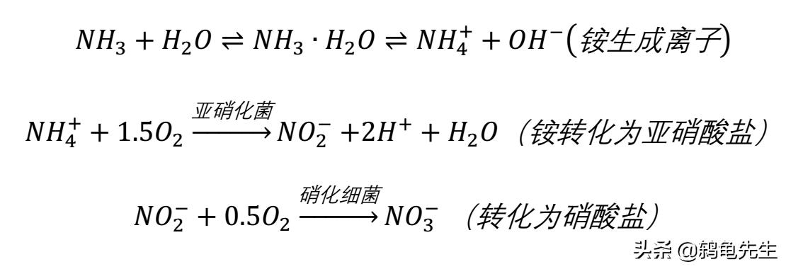 鱼缸里的藻对硝化菌有什么作用,鱼缸爆藻初期能下硝化细菌吗